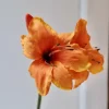 Blomst • Amaryllis • Orange