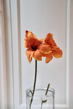 Blomst • Amaryllis • Orange