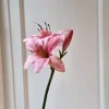 Blomst • Amaryllis • Pink