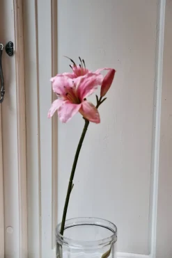 Blomst • Amaryllis • Pink