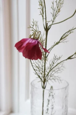 Blomst • Cosmos • Fuchsia