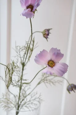 Blomst • Cosmos • Lilla