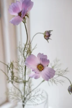 Blomst • Cosmos • Lilla