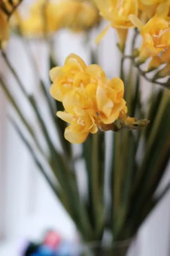 Blomst • Fresia • Gul