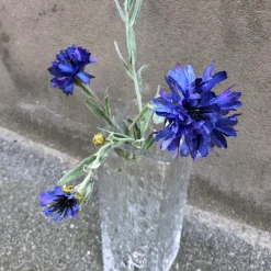 Blomst • Kornblomst • Blå