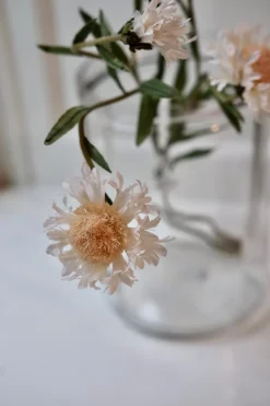 Blomst • Kornblomst • Hvid