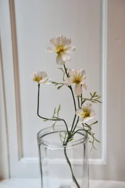 Blomst • Marguerit • Hvid