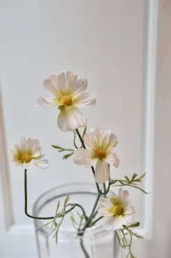 Blomst • Marguerit • Hvid