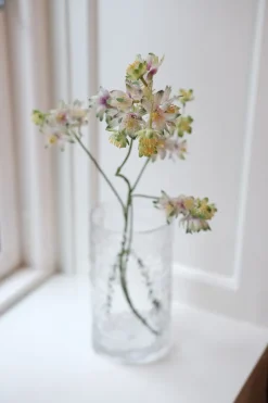 Blomst • Stjerneskærm • Grøn