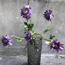 Blomst • Stjerneskærm • Lilla