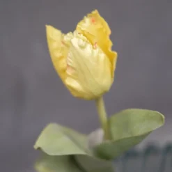 Blomst • Tulipan • Lille • Gul