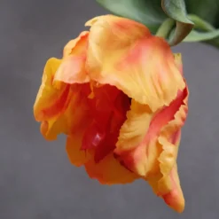 Blomst • Tulipan • Orange