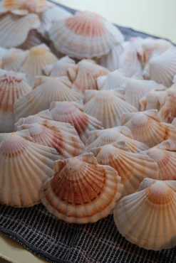 Muslingeskal • Kammusling