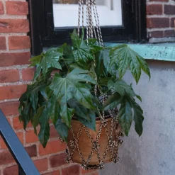 Ophæng • Blomsterkrukke • Stor