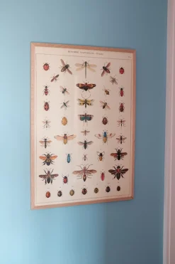 Plakat • Insekter • Sendes Ikke