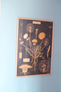 Plakat • Mælkebøtte • Sendes Ikke