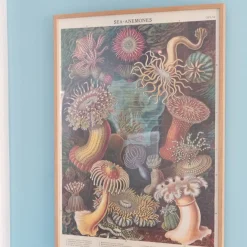 Plakat • Søanemoner • Sendes Ikke